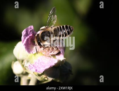 Silvery Leafcutter Bee (Megachile Leachella) Insecta Banque D'Images