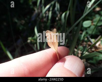 Le lis fauve de Klamath (Erythronium klamathense) Plantae Banque D'Images