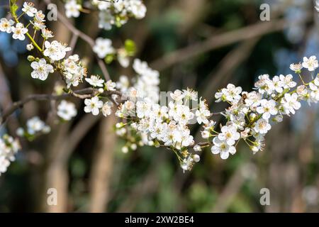 Prunus cerasifera - Mirabolamus. Floraison mars et début avril. Banque D'Images