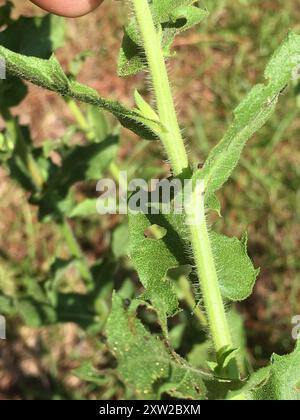 Camphorweed (Heterotheca subaxillaris) Plantae Banque D'Images