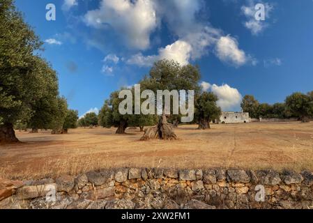 Oliviers séculaires, parc de plaine d'Ostuni, Italie. Banque D'Images