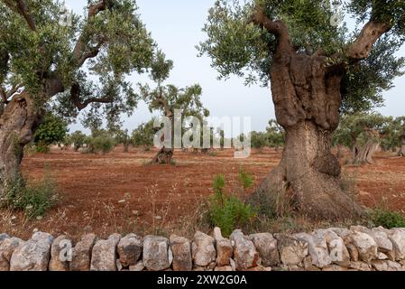 Oliviers séculaires, parc de plaine d'Ostuni, Italie. Banque D'Images