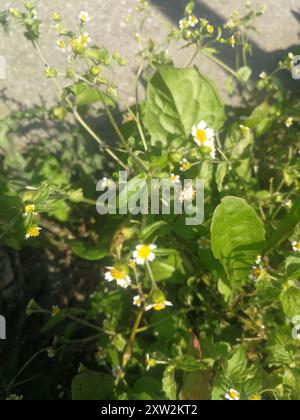 Soldat shaggy (Galinsoga quadriradiata) Plantae Banque D'Images