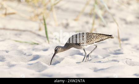 Whimbrel (Numenius phaeopus) se nourrissant , se nourrissant sur une plage Banque D'Images