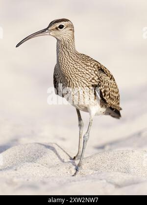 Whimbrel (Numenius phaeopus) se nourrissant, debout sur une plage Banque D'Images