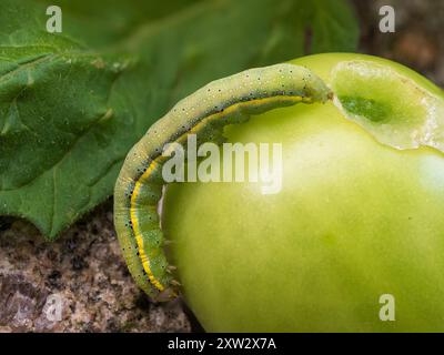 Caerpilier de forme verte de la teigne britannique Brown-eye, Lacanobia oleracea, se nourrissant de fruits de tomate et de feuillage Banque D'Images