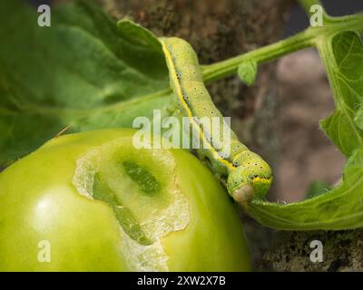 Caerpilier de forme verte de la teigne britannique Brown-eye, Lacanobia oleracea, se nourrissant de fruits de tomate et de feuillage Banque D'Images