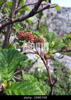 Aulne de montagne (Alnus alnobetula crispa) Plantae Banque D'Images