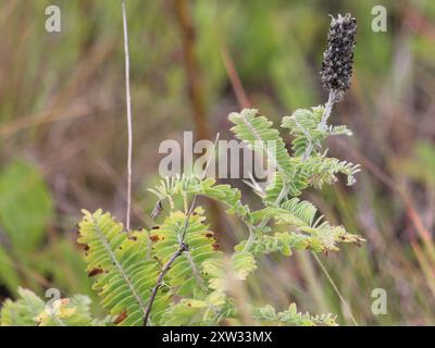 Plante de plomb (Amorpha canescens) Plantae Banque D'Images