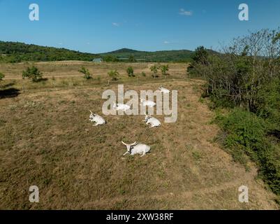 Les cattles gris hongrois sont relaxants en Hungay. Banque D'Images