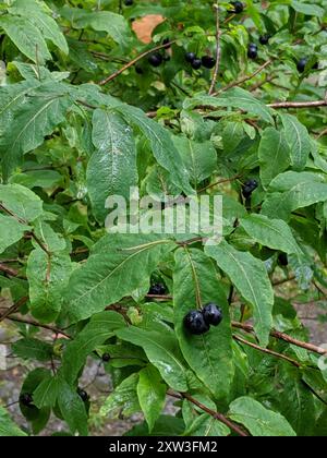 Chèvrefeuille au noir (Lonicera nigra) Plantae Banque D'Images