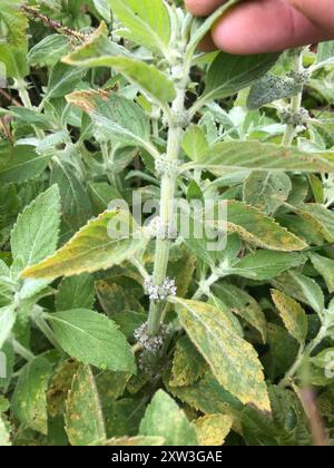 Menthe du Canada (Mentha canadensis) Plantae Banque D'Images