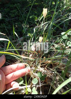 Le lis fauve de Klamath (Erythronium klamathense) Plantae Banque D'Images