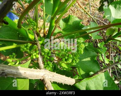 Noix de Barbade (Jatropha curcas) Plantae Banque D'Images