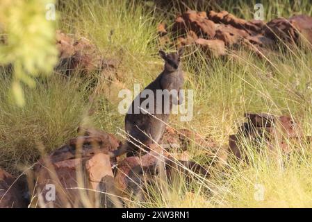 Wallaby des rochers à oreilles courtes de l'Ouest (Petrogale brachyotis) Mammalia Banque D'Images