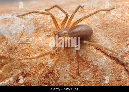 Araignée reclus méditerranéenne, araignée violon (Loxoscelles rufescens), araignée reclus brune, dans son habitat sauvage. Banque D'Images