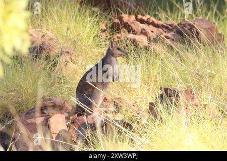 Wallaby des rochers à oreilles courtes de l'Ouest (Petrogale brachyotis) Mammalia Banque D'Images