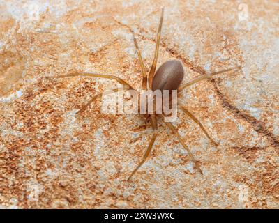 Araignée reclus méditerranéenne, araignée violon (Loxoscelles rufescens), araignée reclus brune, dans son habitat sauvage. Banque D'Images