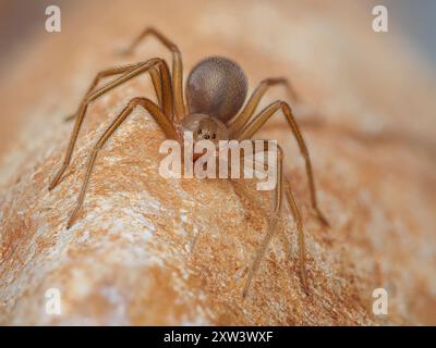 Araignée reclus méditerranéenne, araignée violon (Loxoscelles rufescens), araignée reclus brune, dans son habitat sauvage. Banque D'Images