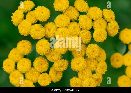 Belles fleurs jaunes de tanaisie (Tanacetum vulgare), gros plan. tanaisie commune, boutons amers, vache amère, boutons dorés. Fond floral. Banque D'Images