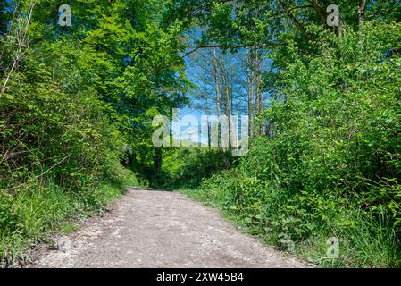 Un sentier automnal de craie qui serpente autour du lac Swanbourne dans Arundel Park, South Downs National Park, West Sussex, Royaume-Uni. Banque D'Images