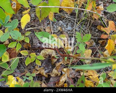 Aster de Lindley (Symphyotrichum ciliolatum) Plantae Banque D'Images