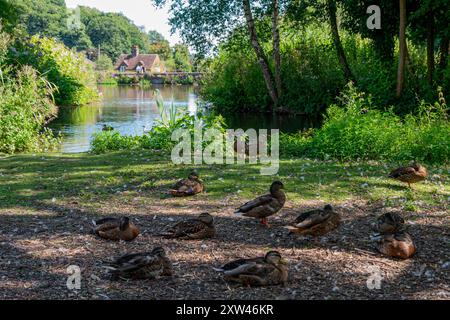 South Pond, Midhurst, West Sussex, Royaume-Uni. Banque D'Images