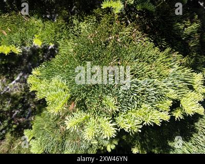 Sapin rouge (Abies magnifica) Plantae Banque D'Images