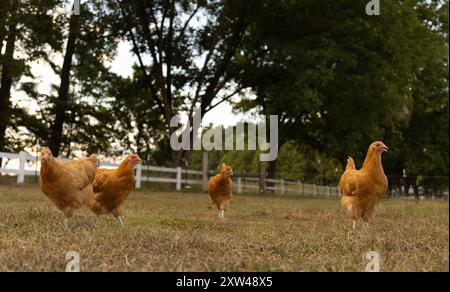 Troupeau de poulettes de poulet Orpington en plein air buff cherchant au-dessus d'un pâturage des insectes et des graines à manger. Banque D'Images