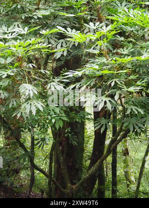 Taïwan Diplofatsis (Fatsia polycarpa) Plantae Banque D'Images