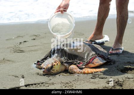 Un homme essayant de garder une tortue caouanne fatiguée et malade (caretta caretta), échouée sur la plage, en vie et en sécurité. Banque D'Images