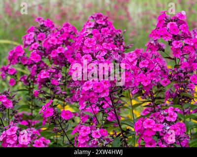 Fleurs roses de Phlox paniculata Cardinal dans un jardin Banque D'Images