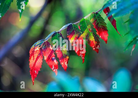 Les feuilles de sumac deviennent rouges Banque D'Images