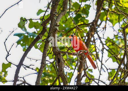 Cardinal du Nord mâle (Cardinalis cardinalis) perché dans un arbre Banque D'Images