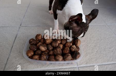 Un petit chien renifle un récipient plein de noix entières sur un sol carrelé. Les noix, encore recouvertes de fibres sombres, sont entassées comme le chien curieux Banque D'Images