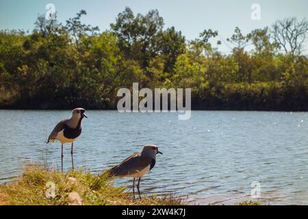 Couple de Lapwing du Sud, Vanellus chilensis, sur un champ herbeux près du lac. Banque D'Images