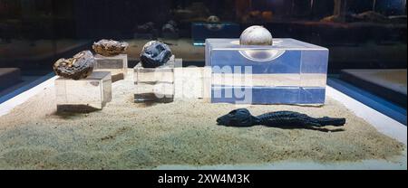 Vitrine au musée des crocodiles montrant des crocodiles momifiés et des œufs près du temple de Sobek construit au IIe siècle av. J.-C. par les pharoahs de Ptolémée à Kom Ombo, près d'Assouan, Égypte Banque D'Images