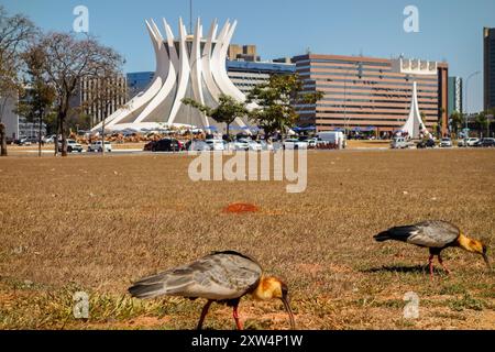 Brasilia, Brésil - 22 juillet 2024 : oiseaux sur le terrain devant la cathédrale métropolitaine notre-Dame d'Aparecida. Banque D'Images