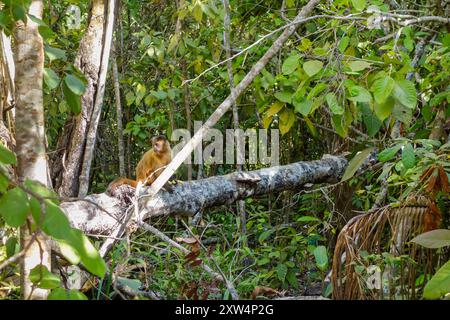 Singe Sapajus libidinosus, ou capucin à rayures noires. Forêt brésilienne. Banque D'Images