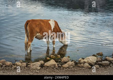 Une vache tachetée rouge de la race frisonne boit du lac Pietranzoni dans le parc national du Gran Sasso et Monti della Laga. Abruzzes Banque D'Images