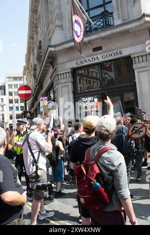 la marche des droits des animaux attire les végétaliens passionnés anti-vivisectionistes aux côtés des saboteurs de chasse démontrant la colère qu'ils ressentent Banque D'Images