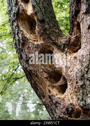 Trous dans un tronc d'arbre comme nouvel endroit pour les oiseaux et les insectes. Arbre mort comme nouvel environnement et habitat pour beaucoup d'animaux sauvages dans une forêt. Banque D'Images