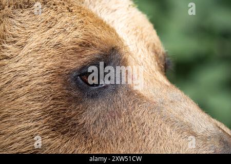 Visage et oeil d'un ours brun mâle en gros plan. L'animal sauvage regarde vers l'avant. Jeune Ursus arctos tête dans la nature avec une fourrure brillante. Banque D'Images