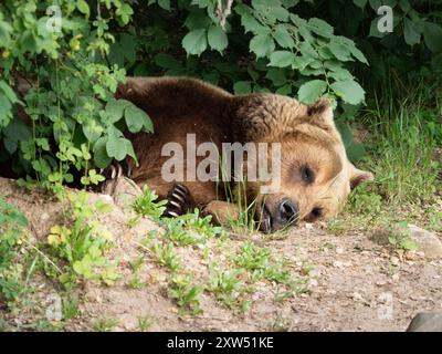 Ours brun dormant sous un arbre pendant la journée. Animal sauvage mignon avec une belle fourrure. Calme et fatigué mâle Ursus arctos dans la nature. Banque D'Images