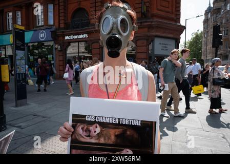 Londres, Royaume-Uni. 17 août 2024. Une femme se tient devant le hamburger McDonald's d'Oxford Street portant un masque à gaz et tenant une pancarte montrant des porcs dans une « chambre à gaz » alors que des militants des droits des animaux de la base organisent la marche annuelle nationale des droits des animaux, de Marble Arch à Parliament Square. En promouvant le bien-être animal, en s’opposant à l’exploitation animale et à la cruauté pour des raisons éthiques et environnementales, les manifestants ont appelé à un système alimentaire à base de plantes. Crédit : Ron Fassbender/Alamy Live News Banque D'Images