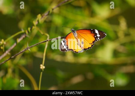 Le papillon orange Danaus chrysippus, également tigre des Plaines ou reine africaine ou monarque africain, en Asie, en Australie et en Afrique, consomme des plantes du genre A. Banque D'Images