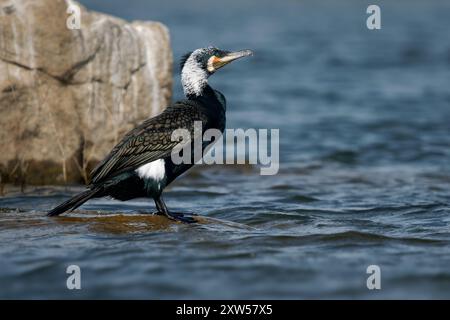 Le grand cormoran (Phalacrocorax carbo), connu sous le nom de scories noires en Nouvelle-Zélande, grand cormoran noir ou cormoran noir.Natation et chasse, bea Banque D'Images