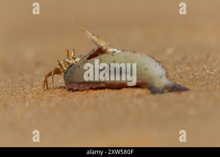 Écrevisse - Ocypode brevicornis crabe fantôme trouvé sur les plages de sable de l'océan Indien, terriers dans le sable, charcutier nocturne, corps jaune pâle, yeux pédalés Banque D'Images