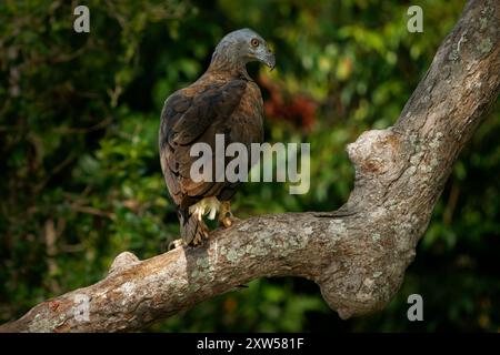 Aigle à tête grise Haliaeetus ichthyaetus, grand rapace dans les zones humides, rivières de l'Asie du Sud-est, Inde, chasseur de poissons, vital pour les écosystèmes d'eau douce, Banque D'Images