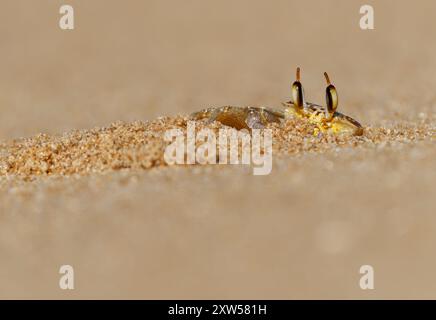 Écrevisse - Ocypode brevicornis crabe fantôme trouvé sur les plages de sable de l'océan Indien, terriers dans le sable, charcutier nocturne, corps jaune pâle, yeux pédalés Banque D'Images